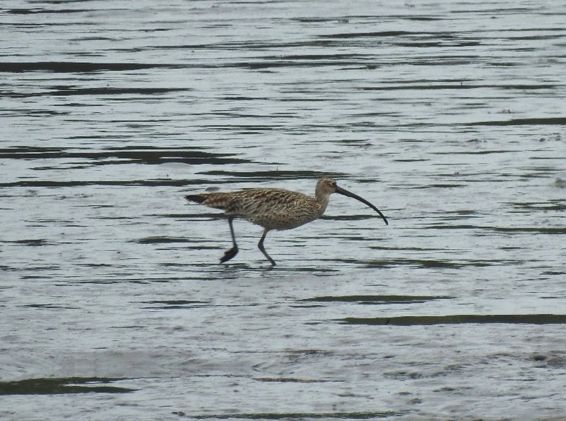 3　ホウロクシギ